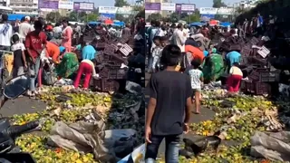 People Loot Mangoes After Truck Overturns In Dehradun, Viral Video Sparks Outrage: 'That’s Summarised Indians In General'