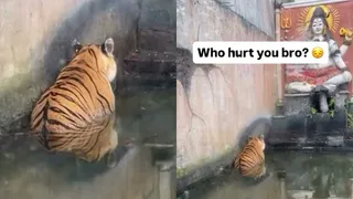 Tiger Sits Calmly Before Lord Shiva Idol, Internet Can’t Handle The Wholesome Vibes: 'Bro Is Praying To His God'