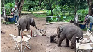 Adorable Baby Elephant’s Attempt At Sitting On Chair Leaves Internet Gushing, Netizens Call It Smart