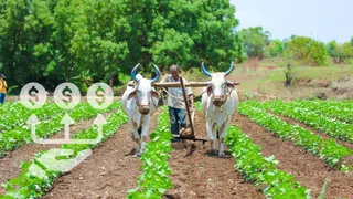 PM Kisan 20th Installment Date 2025: Farmers To Get Rs 2,000 On Aug 2; How To Check Beneficiary Stats