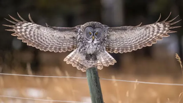owl-inspired-planes-could-save-millions-inside-the-aviation-hack-that-could-stop-deadly-airplane-crashes-in-future