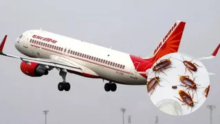 Air India Flyers Find Cockroaches On San Francisco-Mumbai Flight, Airlines Carries Out 'Deep Cleaning' In Kolkata