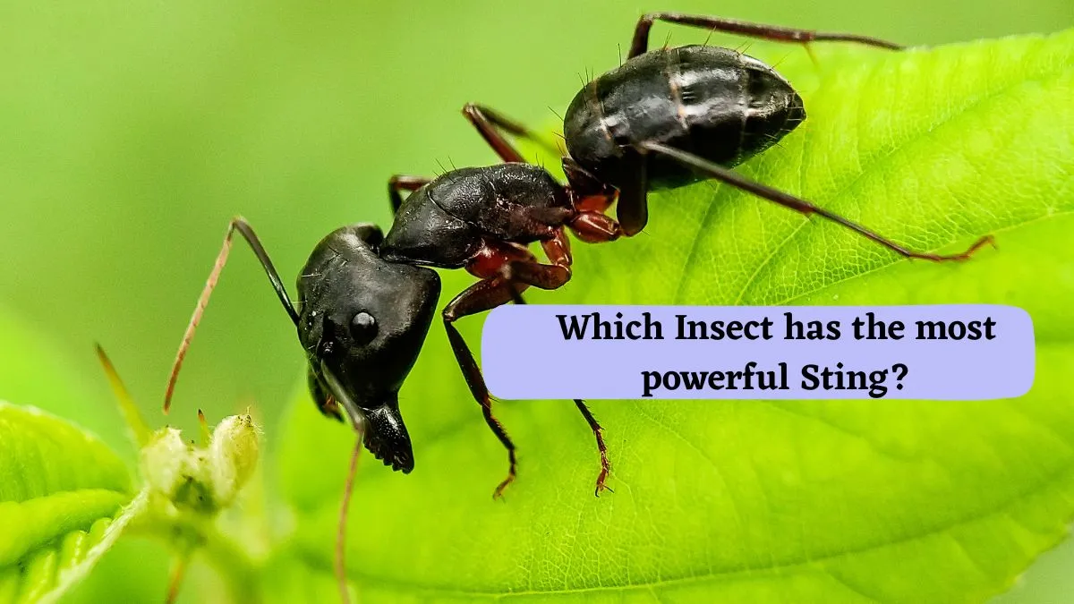 Which Insect Has The Most Powerful Sting In The World?