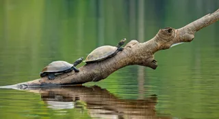 The Reptile That Breathes Through Its Butt Will Blow Your Mind