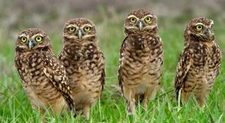 What Is A Group Of Owls Called?