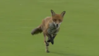 The Hundred 2025: Fox Invades Pitch, Stops Match Between Oval Invincibles And London Spirit At Lord's | Watch