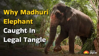 Madhuri's Unusual Story: From SC To Maharashtra CM, Why Higher Authorities Involved In Elephant's Shifting Row