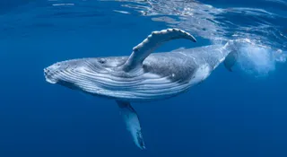 Which Is the Largest Animal On Earth? Its Tongue Weighs More Than An Elephant