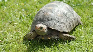 Indian National Arrested At Kuala Lumpur Airport With 2,500 Live Turtles Hidden In Suitcase