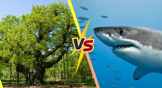 Sharks Are Older Than Trees: Here Is How That Is Possible