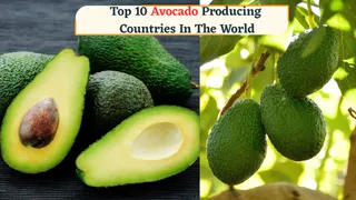 Top 10 Avocado Producing Countries In The World: Why Is It Expensive In India?