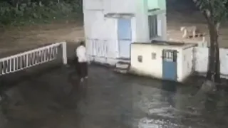 Man And Lion’s Sudden Face-Off In Gujarat’s Junagadh Caught On Camera, Internet Says, 'Mout Se Bhag Ke Aya Hai'