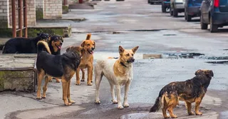 Delhi Police Detains Activists, Dog Rescuers Protesting Supreme Court’s Stray Dog Relocation Order At India Gate, PETA Criticises Directive