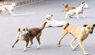 Supreme Court Warns Dog Lovers Against Meddling In Stray Removal Drive In Delhi-NCR