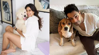 Janhvi Kapoor, Varun Dhawan And Other Bollywood Celebrities Slam Supreme Court Order To Remove All Stray Dogs From Delhi-NCR Streets