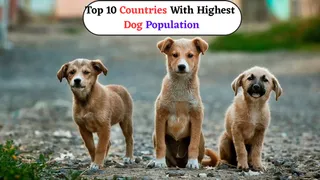 Top 10 Countries With The Highest Dog Population In The World