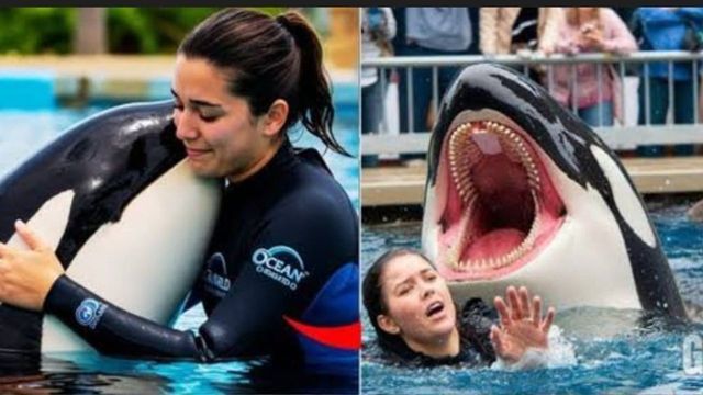 jessica radcliffe orca attack Image 2