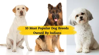 10 Most Popular Dog Breeds Owned By Indian Pet Lovers