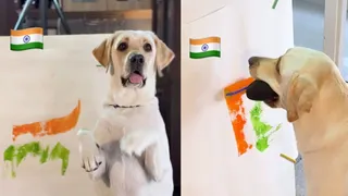 Labrador Dali Becomes First Indian Dog To Paint The National Flag In Adorable Viral Video