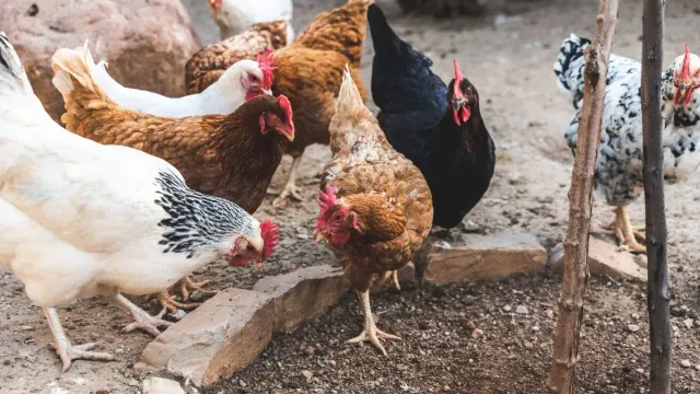 bird-flu-in-agra-medical-alert-warning-issued-for-bird-flu-other-contagious-diseases-spread-from-mosquito-dog-excreta-details