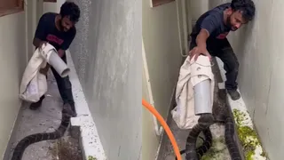 Man Fearlessly Catches Massive King Cobra In Bag Using Just Pipe, Viral Video Sends Internet Into Shock