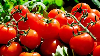 how-to-grow-tomatoes-in-plastic-bottles-at-home