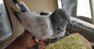 jammu-pigeon-carrying-threat-note-caught-near-border-security-agencies-suspect-role-of-pakistani-terrorists