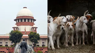 Supreme Court To Deliver Verdict On Stray Dog Relocation Order In Delhi-NCR Today