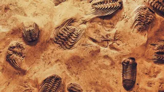 Dinosaur Fossils In Rajasthan? Suspected Remains Found In Jaisalmer, GSI To Investigate | Shocking Details