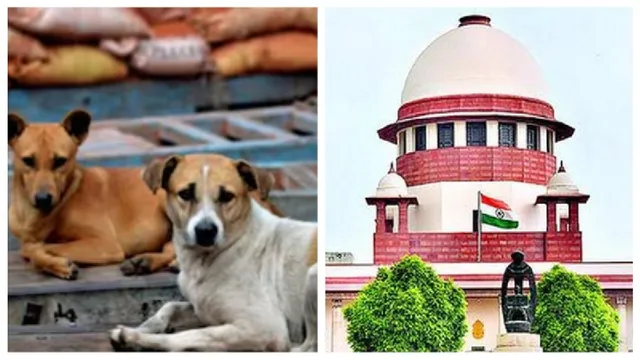 stray-dogs-row-ahead-of-sc-ruling-mcd-asks-ngos-to-pick-up-street-canis-from-near-hospitals-schools-and-other-vulnerable-spots