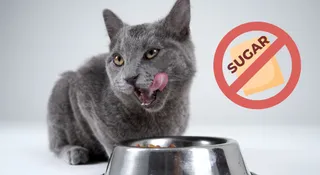 Which Animal Cannot Taste Sweetness?