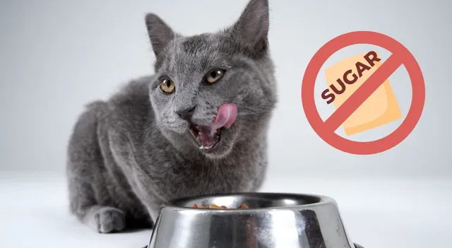 which-animal-cannot-taste-sweetness