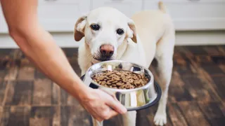 ‘He Is Hitting Me’: Ghaziabad Woman Slapped 8 Times For Feeding Dogs In Delhi-NCR | Watch Video