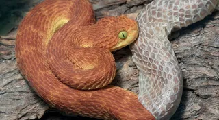 Why Do Snakes Shed Their Skin?