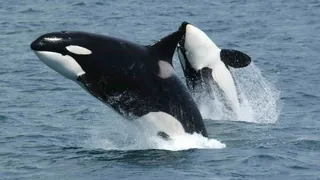 Marine Zoo Trainers Sexually Stimulate Orca To Prevent Him From Mating With Mother: ‘Perverse New Low’