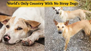 Which Is The World's Only Country With No Stray Dogs: Here’s How They Achieved It