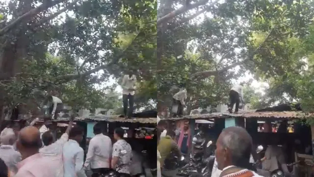 monkey-snatches-bag-with-rs-80000-cash-in-up-showers-money-from-tree-in-viral-video