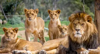 What Is A Group Of Lions Called?