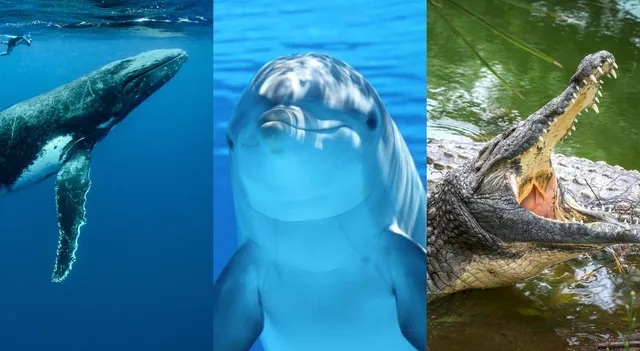 which-animals-sleep-with-one-eye-open