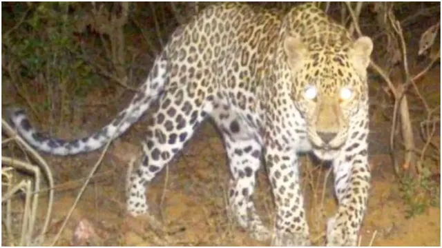 leopard-spotted-in-jnu-administration-issues-advisory-for-students