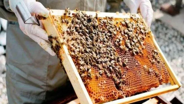 up-govt-to-offer-free-beekeeping-training-for-farmers-at-these-districts-subsidy-available-details