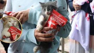 Politicians Of THIS Muslim Country Abandoning Cats In Mass Protest | Know Why