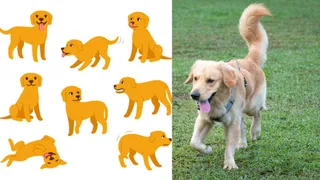What Do Different Dog Tail Wags Mean? Decode Your Pet’s Behaviour