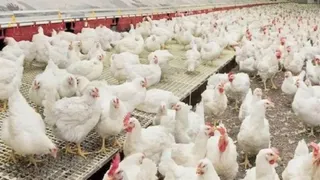 Uttarakhand Govt Approves Rs 10/Kg Subsidy On Poultry Feed To Boost Hill Economy