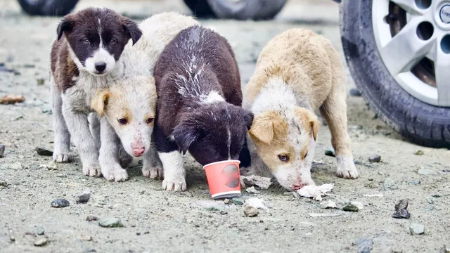 delhis-1-million-stray-dogs-to-be-microchipped-pet-shop-registration-now-mandatory