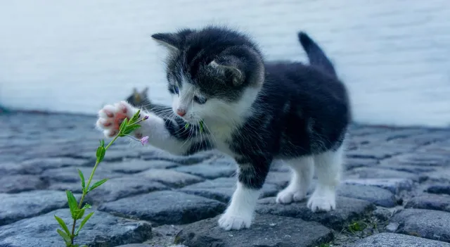 what-is-the-purpose-of-cat-tail-whiskers-and-moustache-here-is-the-answer