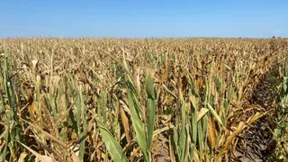 us-drought-wildfire-season-2025-california-oregon-washington-on-high-alert-crops-rivers-and-reservoirs-under-stress