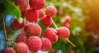 Jharkhand Launches MNREGA-Funded Litchi Initiative, Covering 336 Panchayats Across State