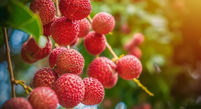 jharkhand-launches-mnrega-funded-litchi-initiative-covering-336-panchayats-across-state
