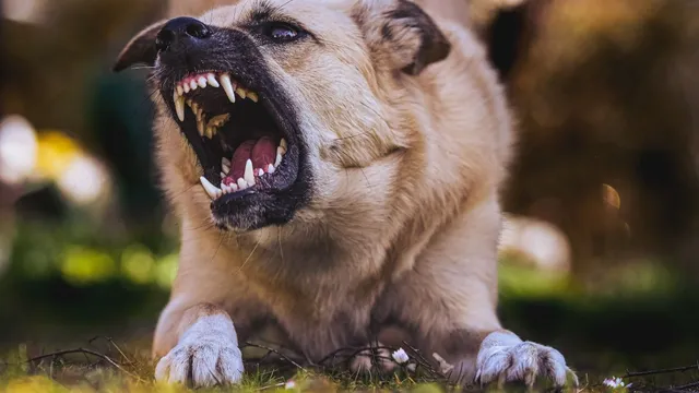 uttar-pradesh-stray-dogs-to-face-life-imprisonment-if-found-biting-humans-twice